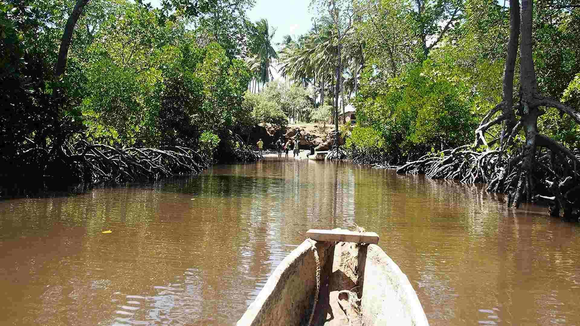 Immagine delle mangrovie di Mida Creek con Hippo Safari Kenya